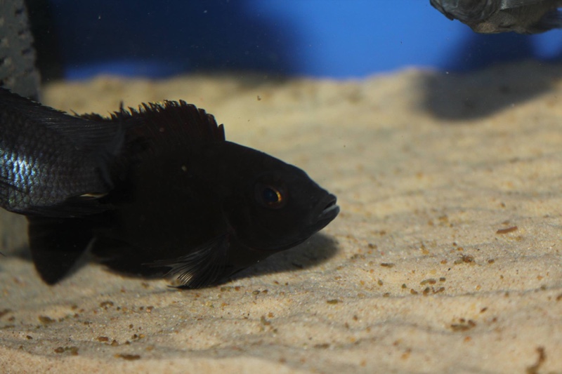 Copadichromis melas 'Mala Point'